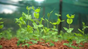 Parrainage enfant Madagascar